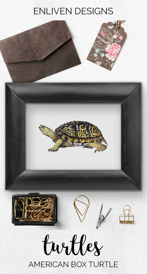 American Box Turtle Vintage Reptile in Illustrations - product preview 7