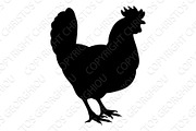 Chicken Rooster Farm Animal