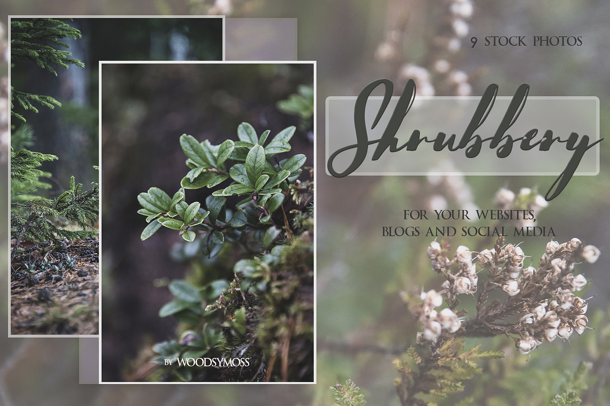 Shrubbery - Stock Photos in Social Media Templates - product preview 8