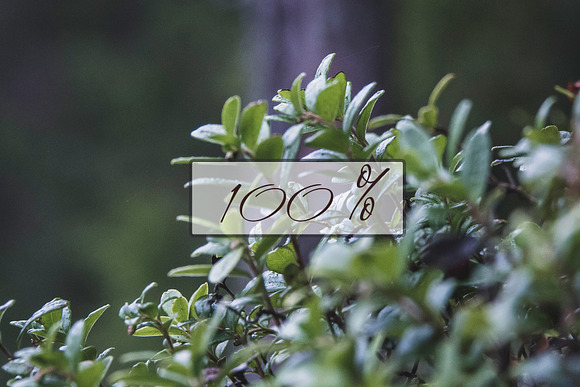 Shrubbery - Stock Photos in Social Media Templates - product preview 3