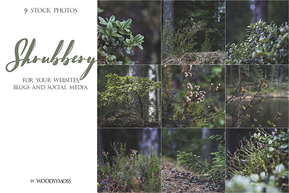 Shrubbery - Stock Photos in Social Media Templates - product preview 4