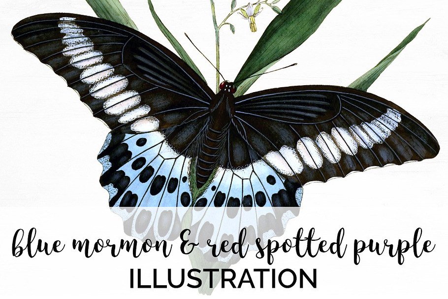 Butterflies Blue Mormon Red-Spotted in Illustrations - product preview 8