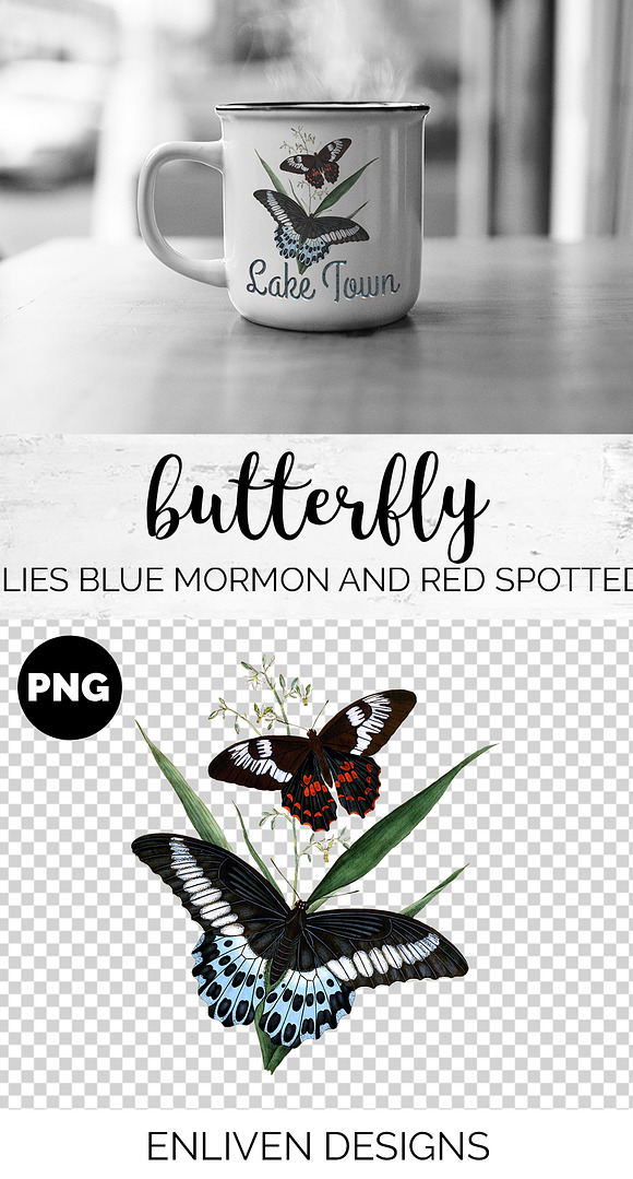 Butterflies Blue Mormon Red-Spotted in Illustrations - product preview 1