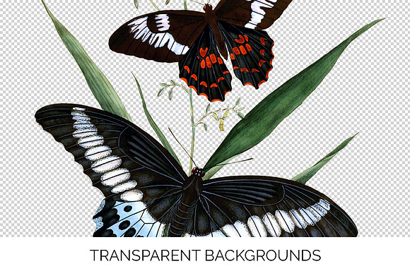 Butterflies Blue Mormon Red-Spotted in Illustrations - product preview 2