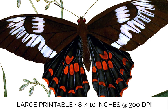 Butterflies Blue Mormon Red-Spotted in Illustrations - product preview 4