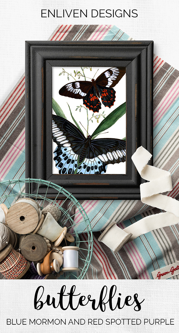 Butterflies Blue Mormon Red-Spotted in Illustrations - product preview 7
