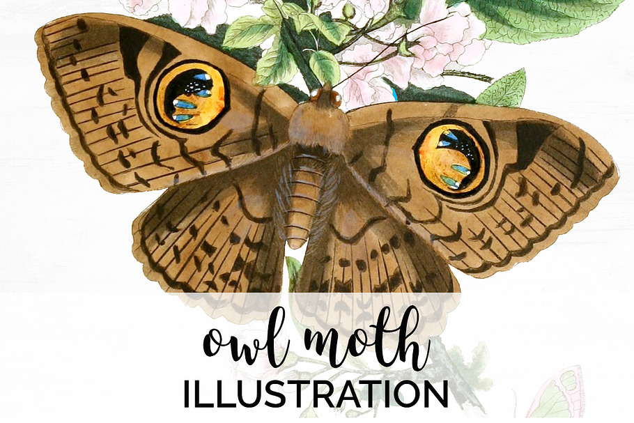 Owl Moth Butterfly Vintage Insect