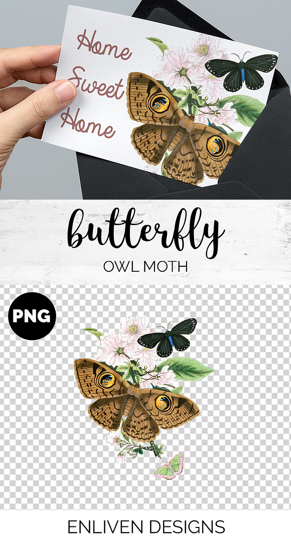 Owl Moth Butterfly Vintage Insect in Illustrations - product preview 1