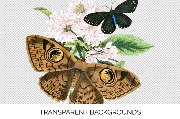 Owl Moth Butterfly Vintage Insect in Illustrations - product preview 2