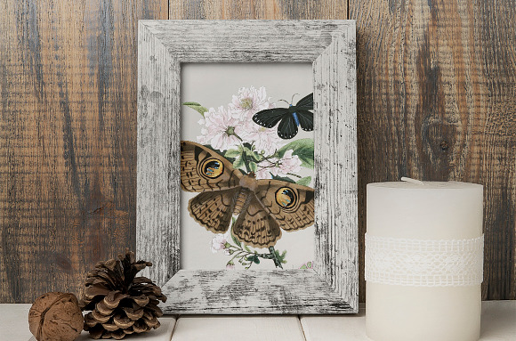 Owl Moth Butterfly Vintage Insect in Illustrations - product preview 3