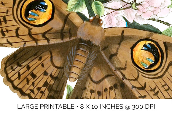 Owl Moth Butterfly Vintage Insect in Illustrations - product preview 4