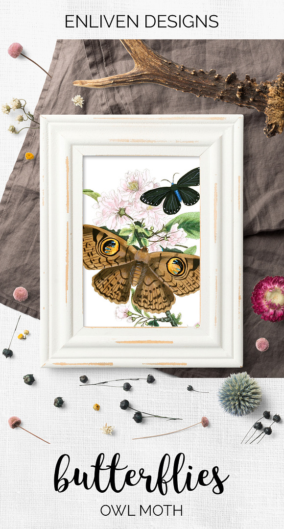Owl Moth Butterfly Vintage Insect in Illustrations - product preview 7