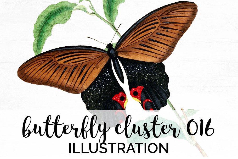 Vintage Watercolor Butterfly in Illustrations - product preview 8