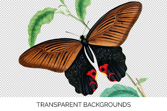 Vintage Watercolor Butterfly in Illustrations - product preview 2