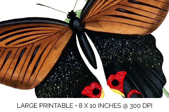 Vintage Watercolor Butterfly in Illustrations - product preview 4
