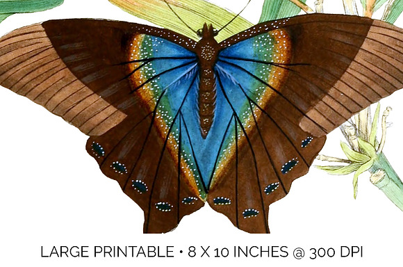 Vintage Butterfly Cluster Watercolor in Illustrations - product preview 4