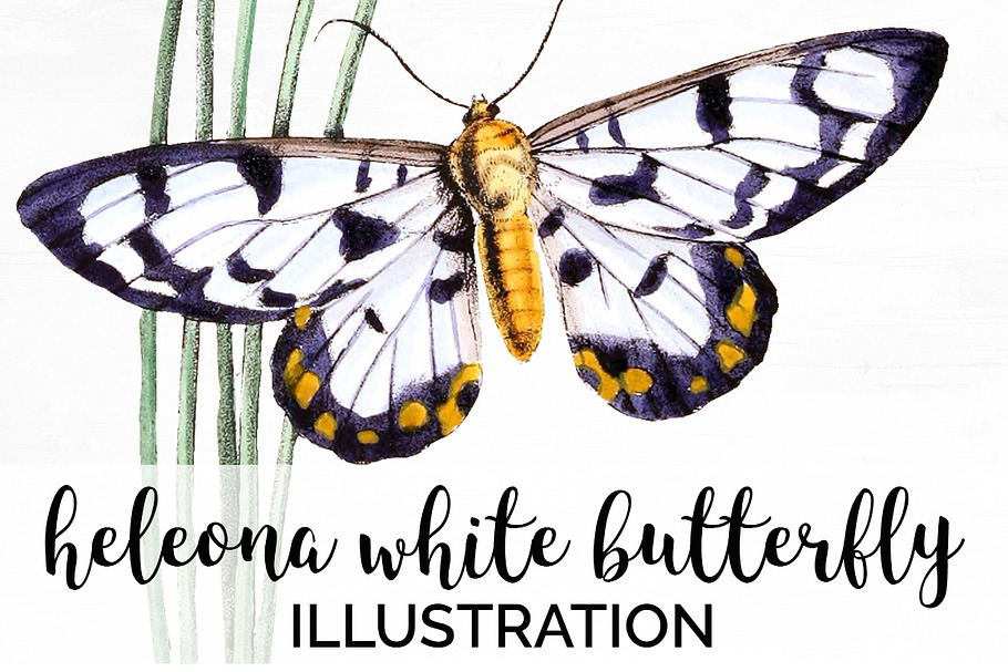 White Butterfly Heleona Vintage in Illustrations - product preview 8
