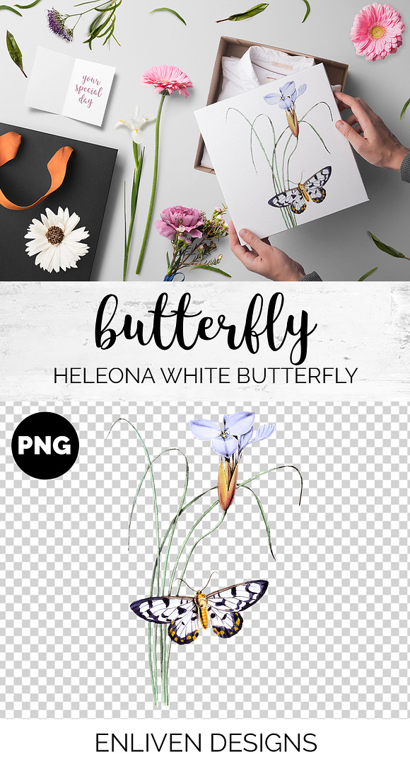 White Butterfly Heleona Vintage in Illustrations - product preview 1