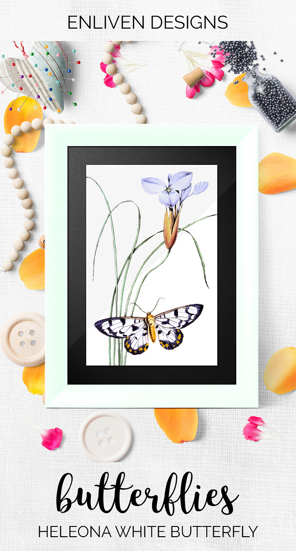 White Butterfly Heleona Vintage in Illustrations - product preview 7