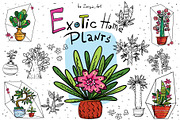 Exotic Home Plants