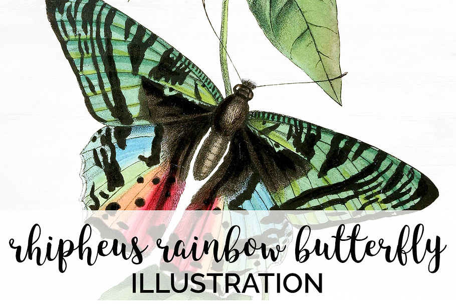 Butterfly Ripheus Rainbow Vintage in Illustrations - product preview 8