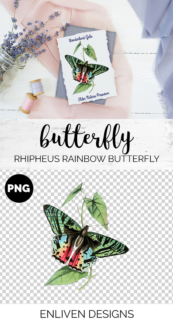 Butterfly Ripheus Rainbow Vintage in Illustrations - product preview 1