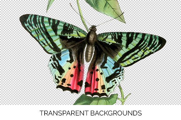 Butterfly Ripheus Rainbow Vintage in Illustrations - product preview 2