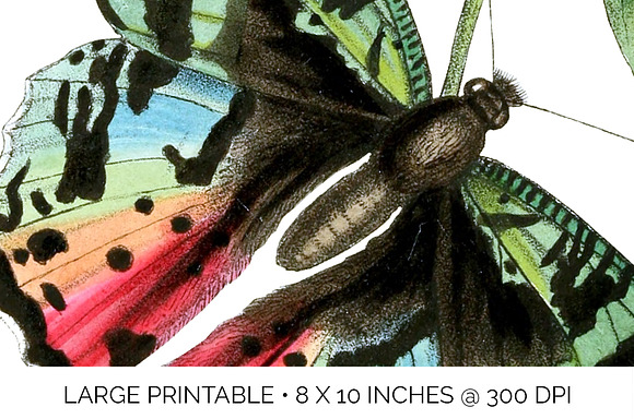 Butterfly Ripheus Rainbow Vintage in Illustrations - product preview 4