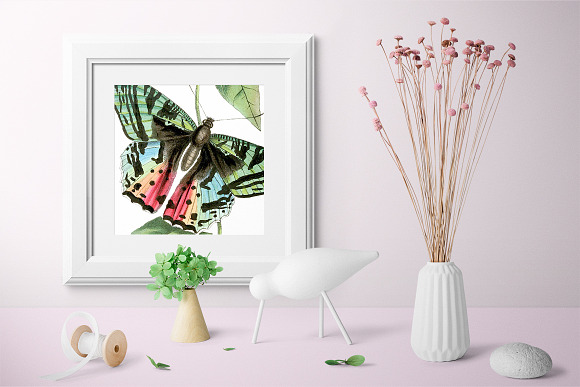 Butterfly Ripheus Rainbow Vintage in Illustrations - product preview 5