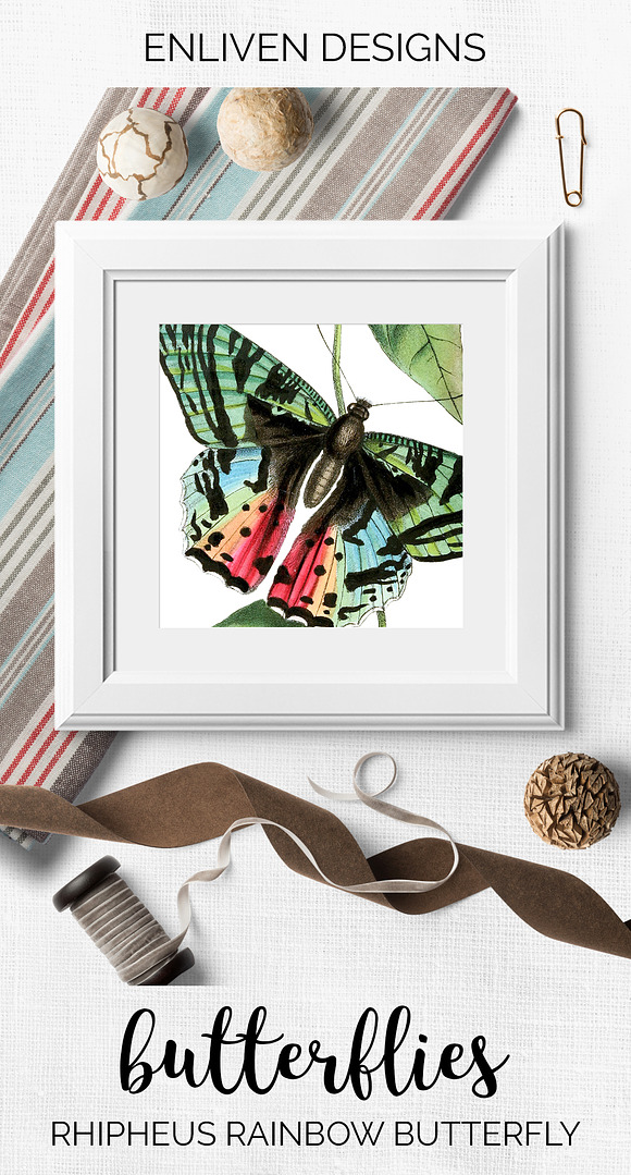 Butterfly Ripheus Rainbow Vintage in Illustrations - product preview 7