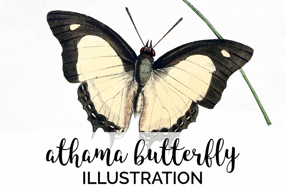 Butterfly Athama Vintage Watercolor in Illustrations - product preview 8