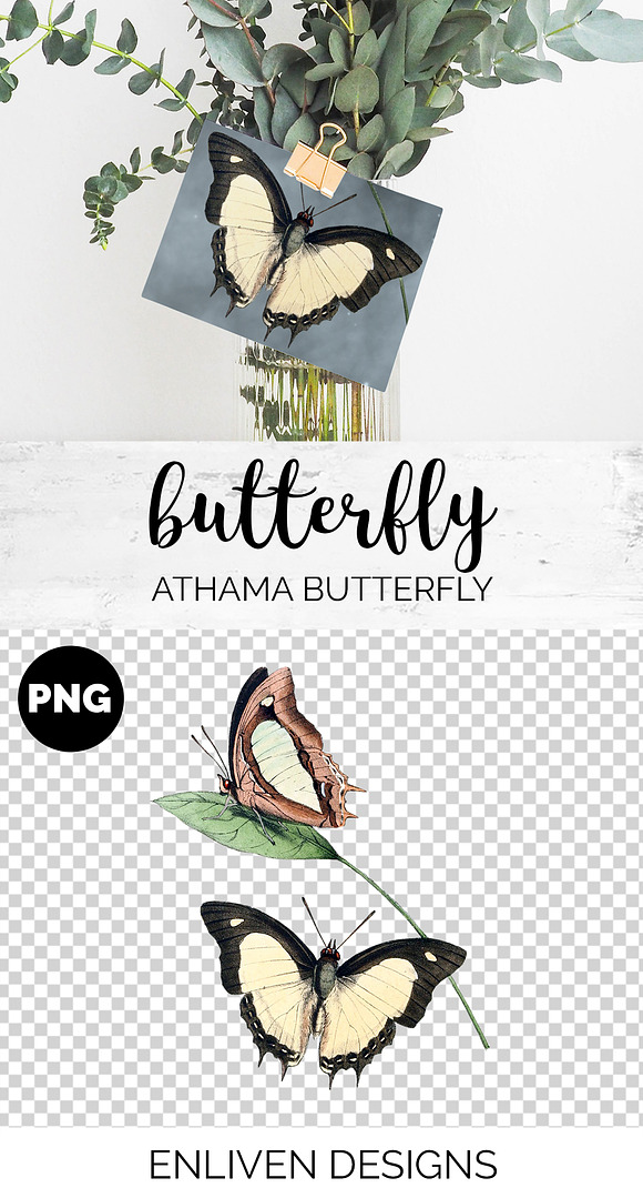 Butterfly Athama Vintage Watercolor in Illustrations - product preview 1