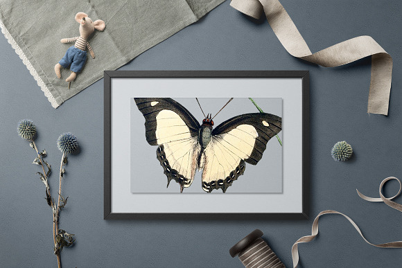 Butterfly Athama Vintage Watercolor in Illustrations - product preview 5