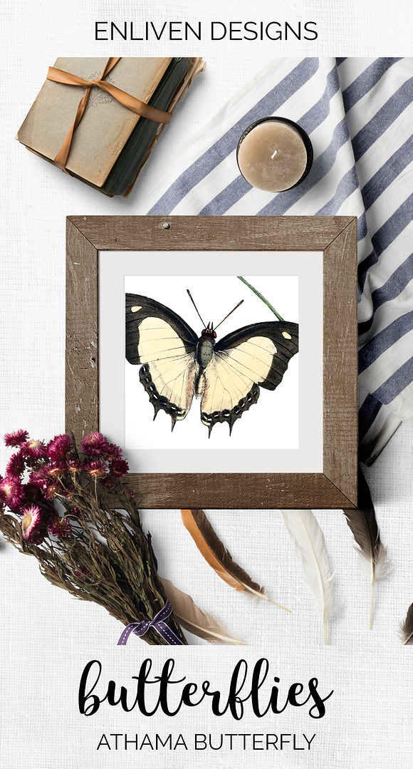 Butterfly Athama Vintage Watercolor in Illustrations - product preview 7