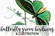 Green Butterfly Birdwing Vintage