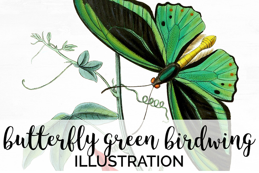 Green Butterfly Birdwing Vintage in Illustrations - product preview 8