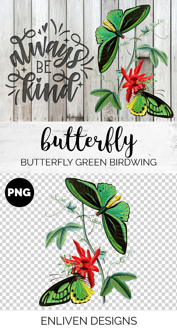 Green Butterfly Birdwing Vintage in Illustrations - product preview 1
