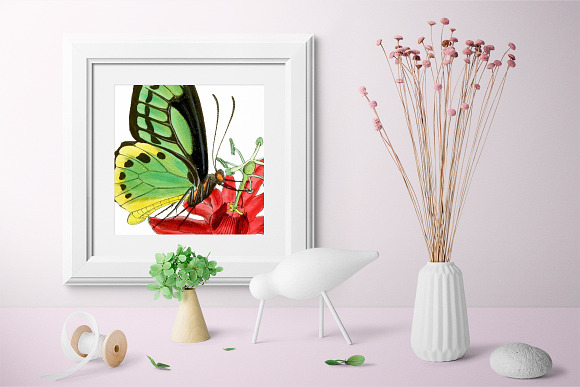 Green Butterfly Birdwing Vintage in Illustrations - product preview 3