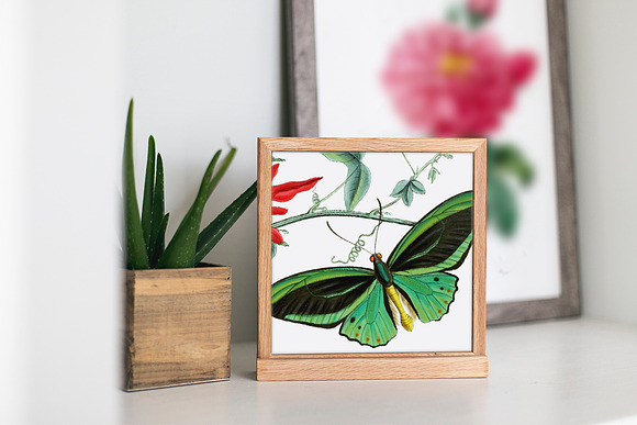 Green Butterfly Birdwing Vintage in Illustrations - product preview 5