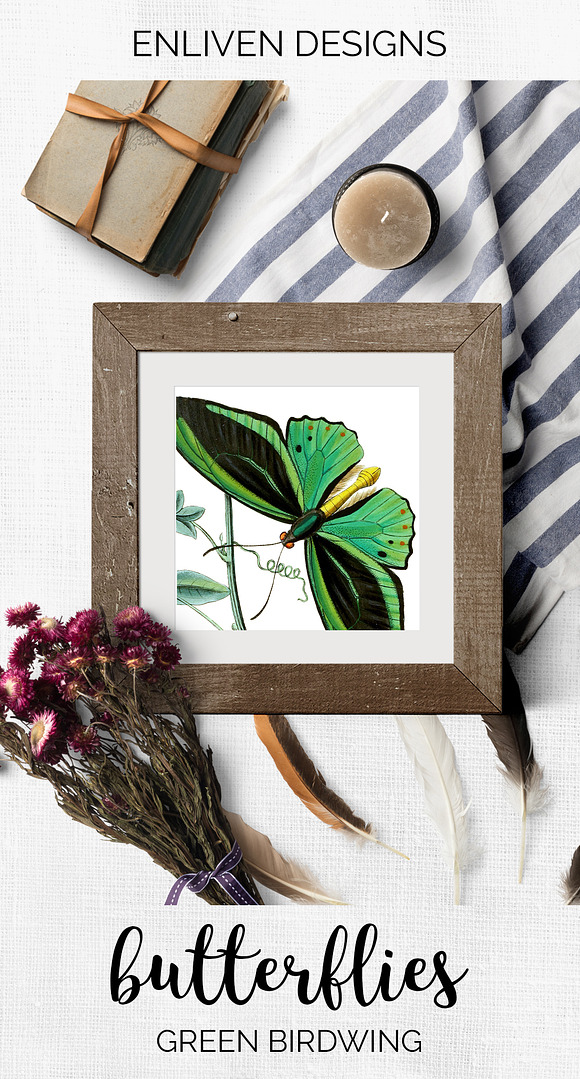 Green Butterfly Birdwing Vintage in Illustrations - product preview 7