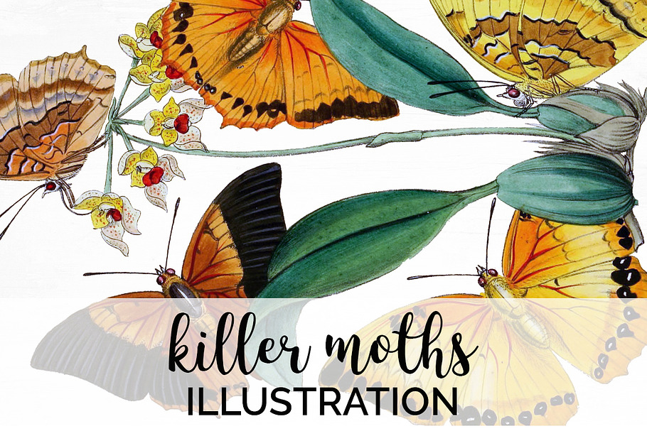 Killer Moths Orange Butterflies in Illustrations - product preview 8