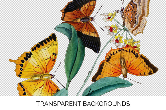 Killer Moths Orange Butterflies in Illustrations - product preview 2