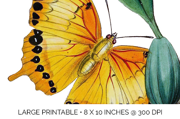 Killer Moths Orange Butterflies in Illustrations - product preview 4