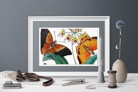 Killer Moths Orange Butterflies in Illustrations - product preview 5