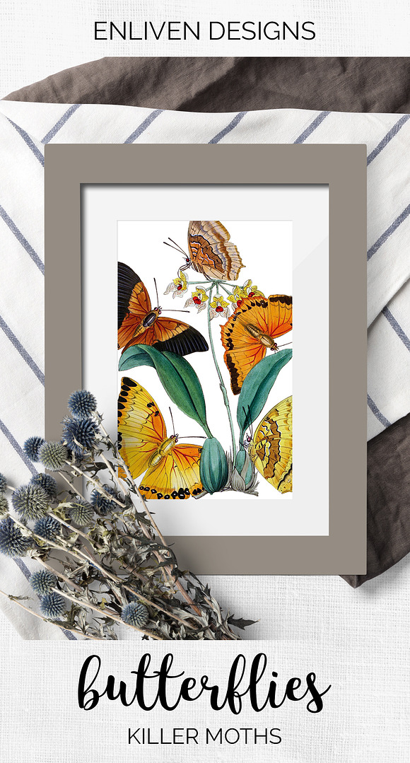Killer Moths Orange Butterflies in Illustrations - product preview 7