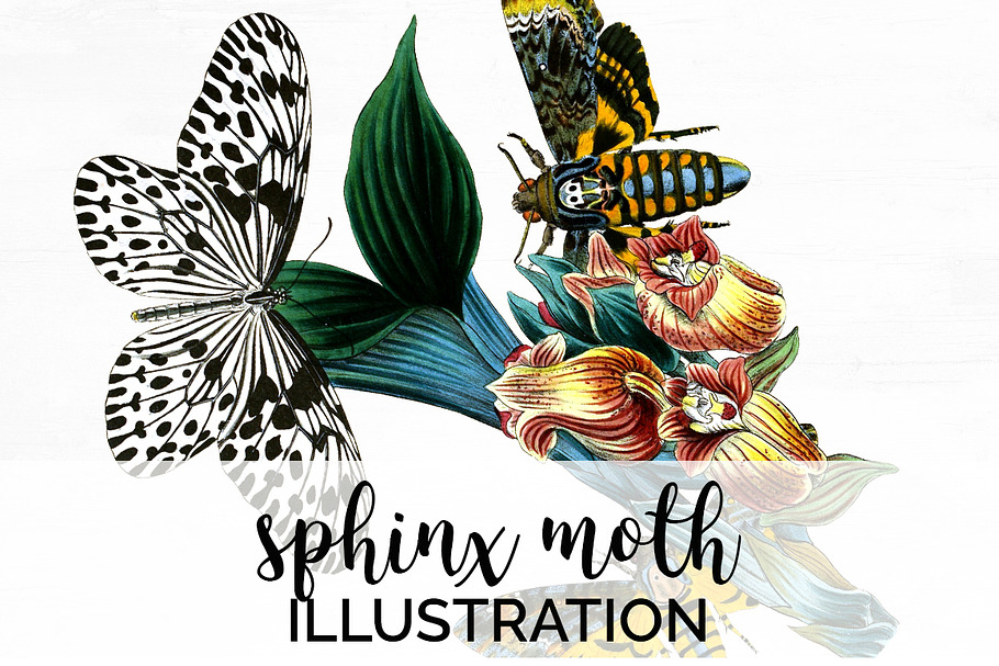 Sphinx Moth Vintage Butterfly in Illustrations - product preview 8