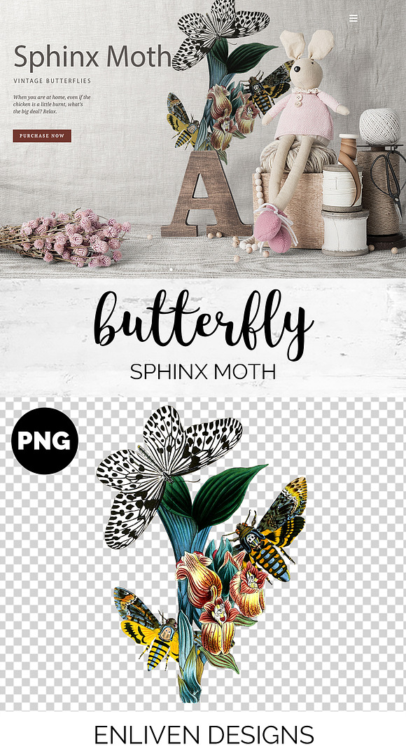 Sphinx Moth Vintage Butterfly in Illustrations - product preview 1