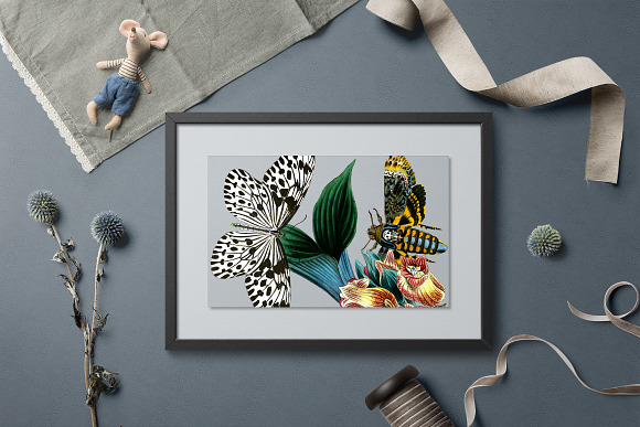 Sphinx Moth Vintage Butterfly in Illustrations - product preview 5