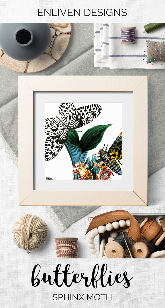 Sphinx Moth Vintage Butterfly in Illustrations - product preview 7