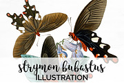 Butterfly Strymon Bubastus Vintage